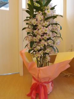 お花2.jpeg