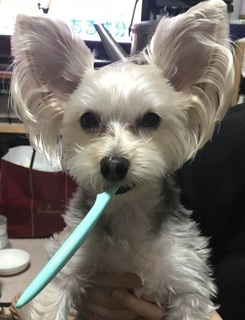 2歯みがき.jpg